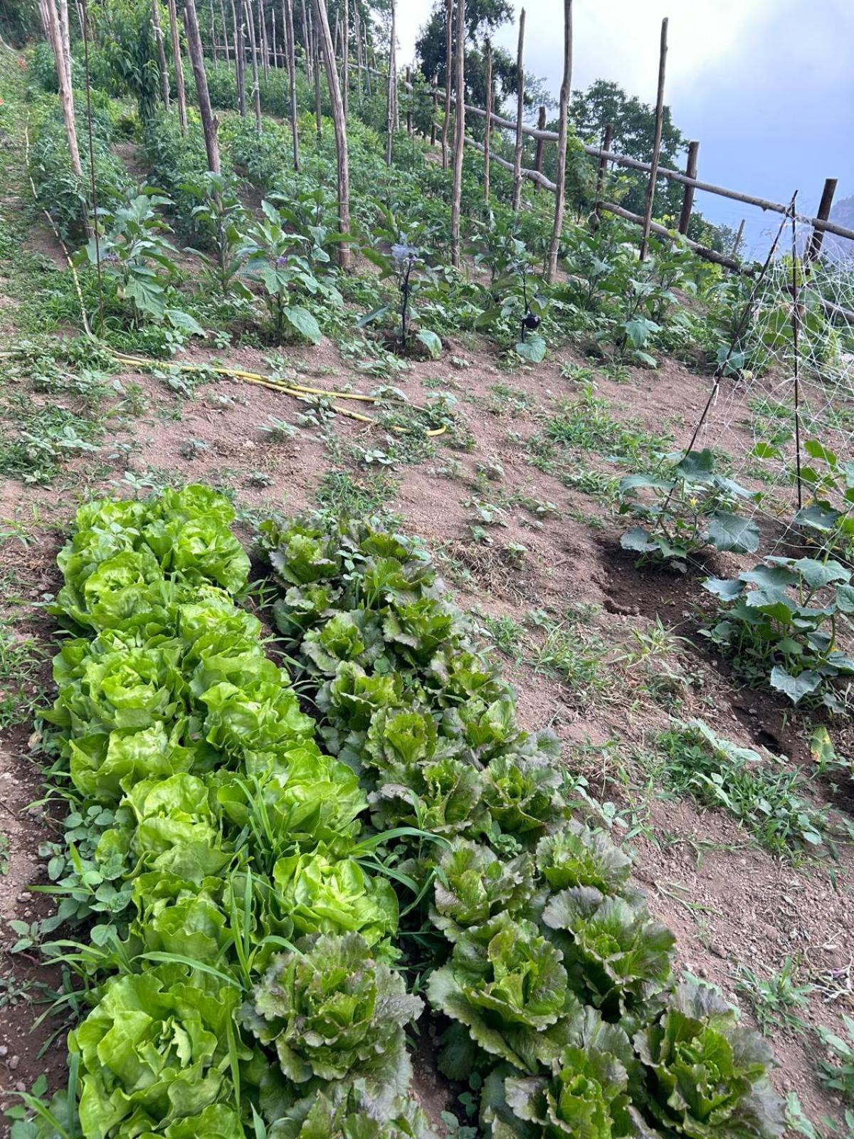 Agriturismo Orrido Di Pino Agerola Exteriör bild